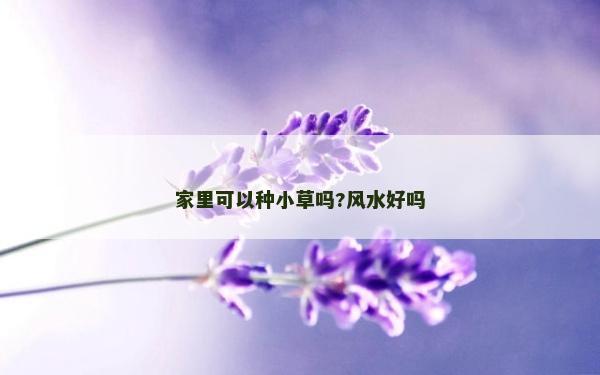 家里可以種小草嗎?風水好嗎