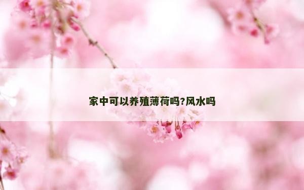 家中可以養殖薄荷嗎?風水嗎 家中可以養殖薄荷嗎?風水嗎