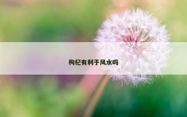 枸杞有利于風水嗎