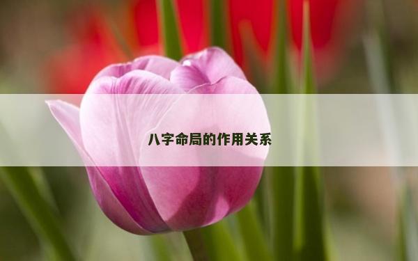 八字命局的作用關系