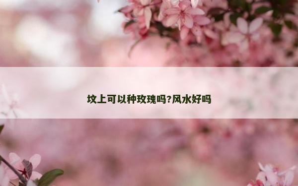 墳上可以種玫瑰嗎?風水好嗎