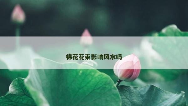 棉花花束影響風水嗎