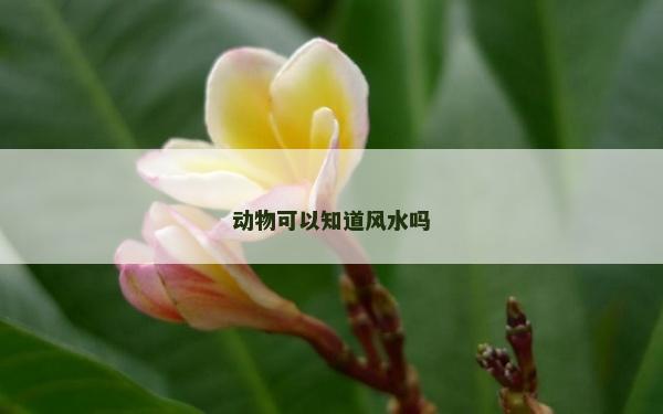 動物可以知道風水嗎