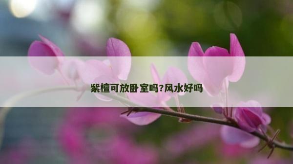 紫檀可放臥室嗎?風水好嗎