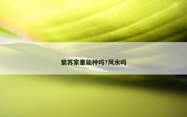 紫蘇家里能種嗎?風水嗎