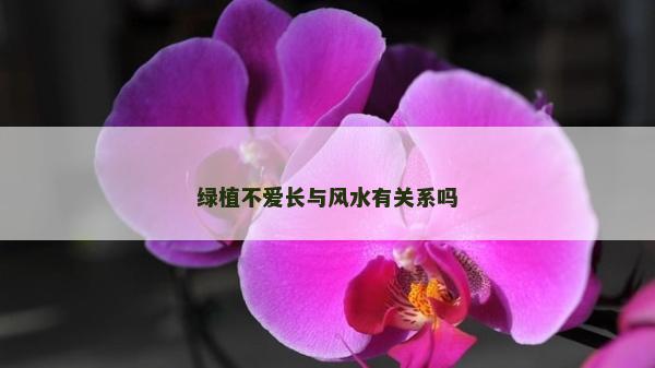 綠植不愛長與風水有關系嗎 綠植不愛長與風水有關系嗎