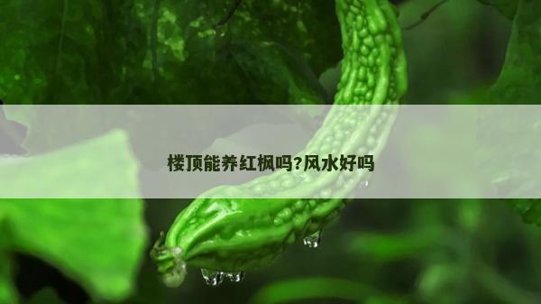 樓頂能養紅楓嗎?風水好嗎