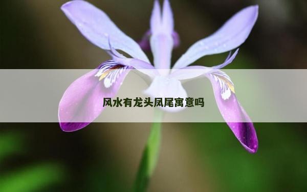 風水有龍頭鳳尾寓意嗎
