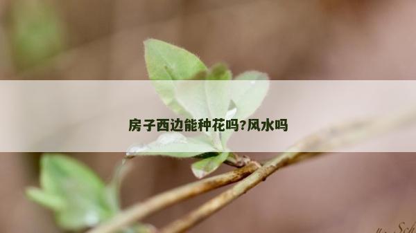 房子西邊能種花嗎?風水嗎