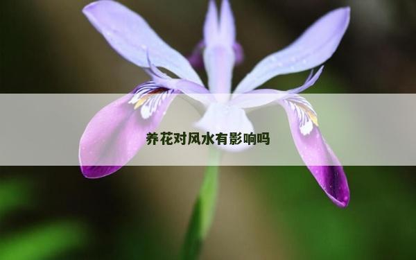 養花對風水有影響嗎