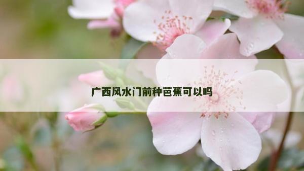 廣西風水門前種芭蕉可以嗎