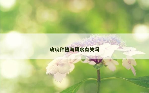 玫瑰種植與風水有關嗎