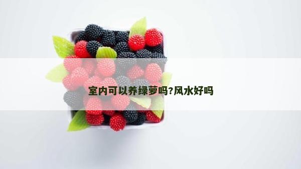 室內可以養綠蘿嗎?風水好嗎