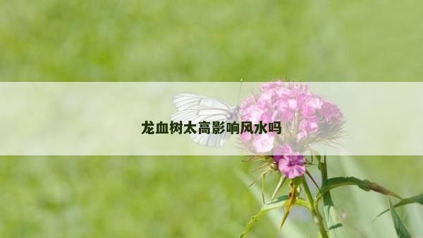 龍血樹太高影響風水嗎
